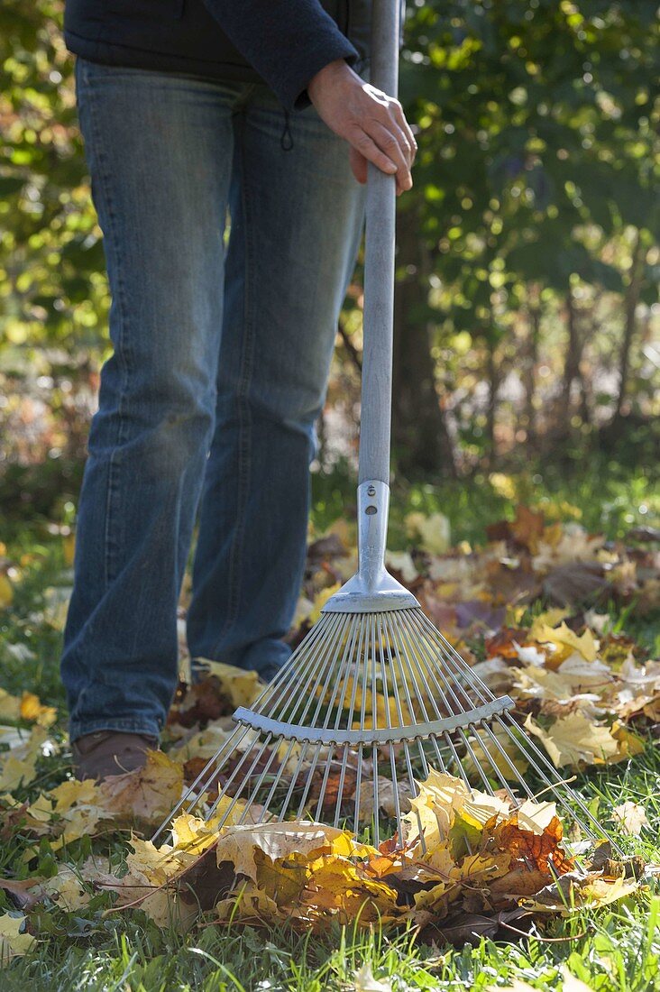 Woman raking leaves