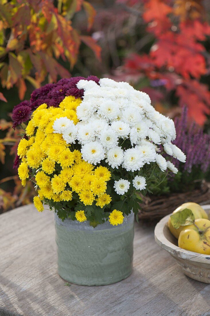 Chrysanthemum multiflora 'Kiwhite' 'Kiyellow' 'Kilo' (Autumn Chrysanthemums)