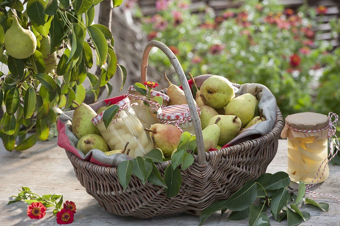 Korb mit frisch gepflückten Birnen (Pyrus communis) und Birnenkompott