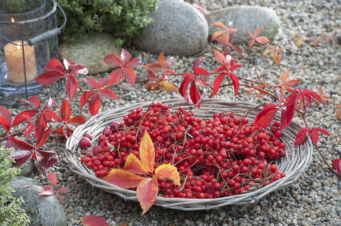 Basket bowl with freshly harvested berries of Sorbus 'Edulis'