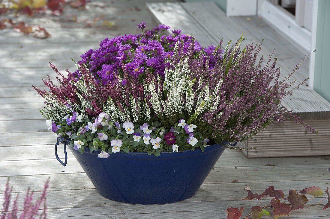 Blue tin bowl with viola cornuta (horned violet), calluna vulgaris