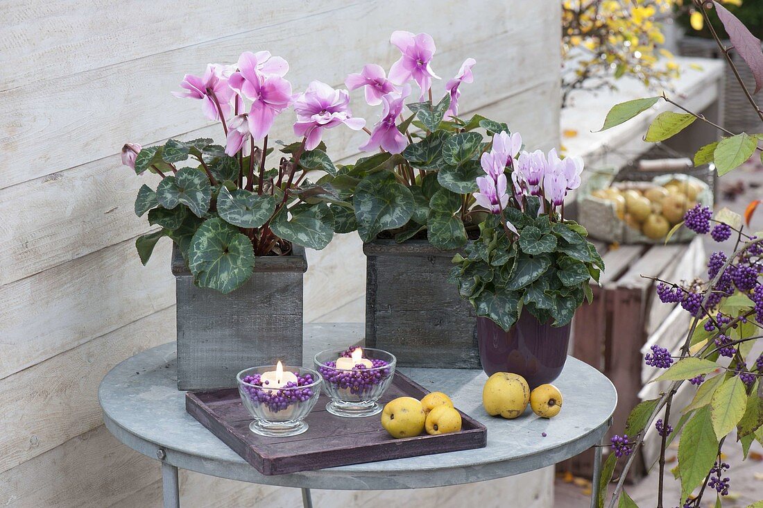 Cyclamen persicum (cyclamen) in square wooden pots