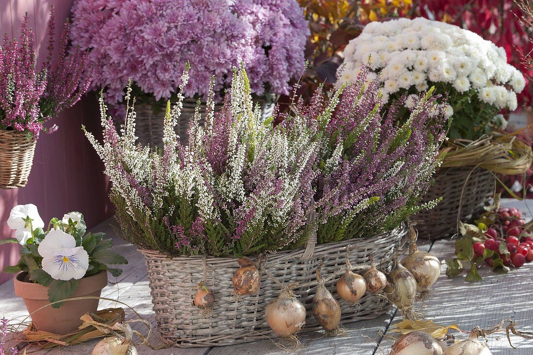 Basket with Calluna vulgaris Twin Girls (Bud-flowering broom heather)