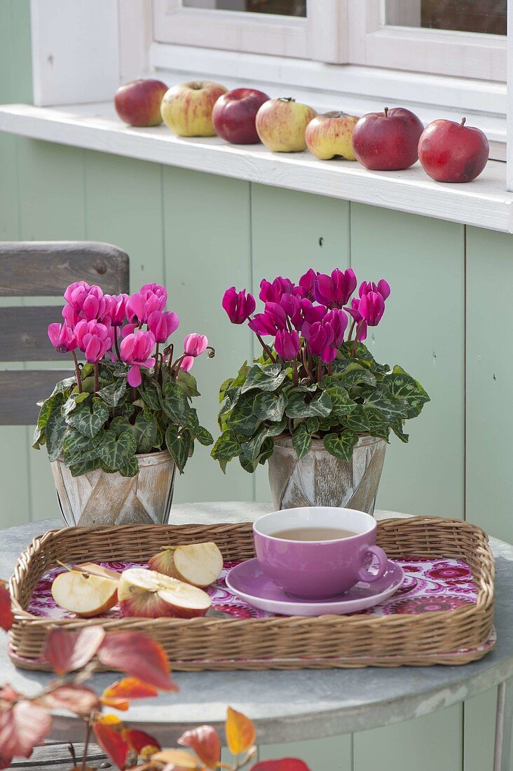 Cyclamen (Cyclamen), cup with tea and apples (Malus) cut open