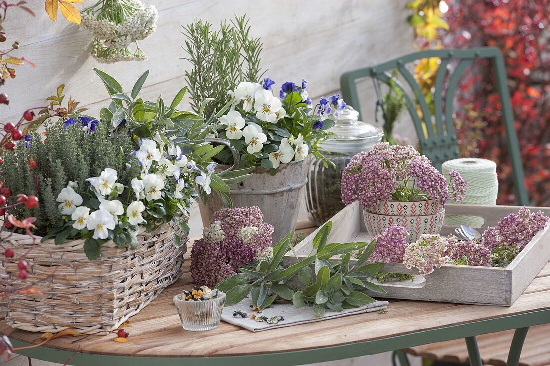 Terrace table with Viola cornuta (horned violet), thyme (Thymus)