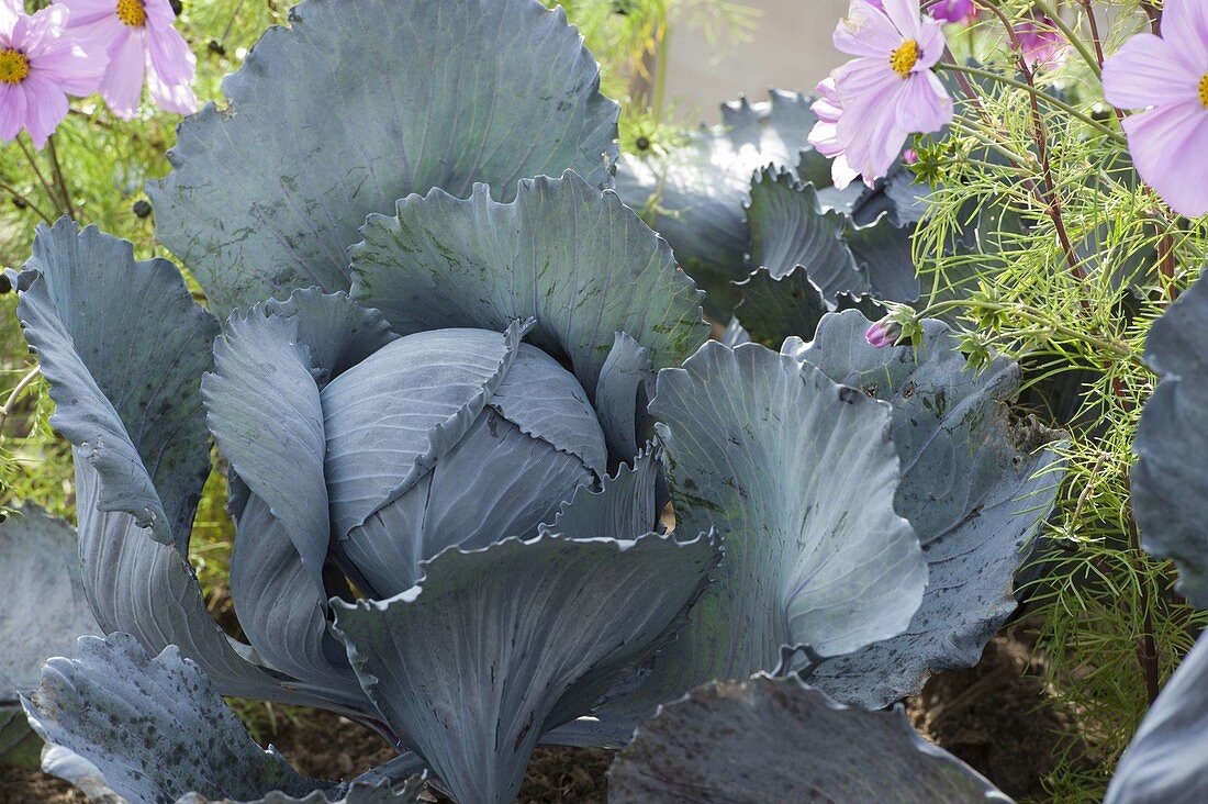 Raised bed with decorative basket and red cabbage