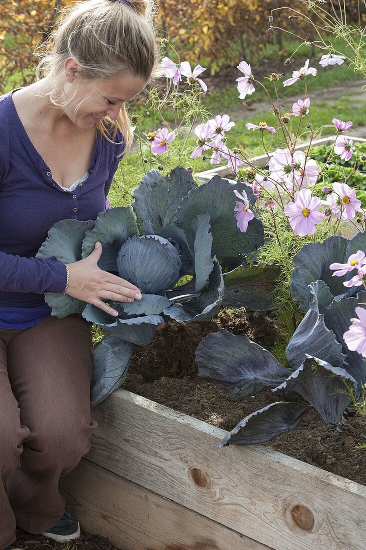 Hochbeet mit Schmuckkörbchen und Rotkohl