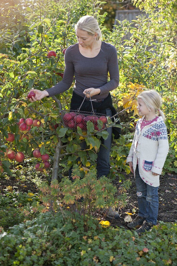 Apple harvest on mini apple tree variety Gravensteiner