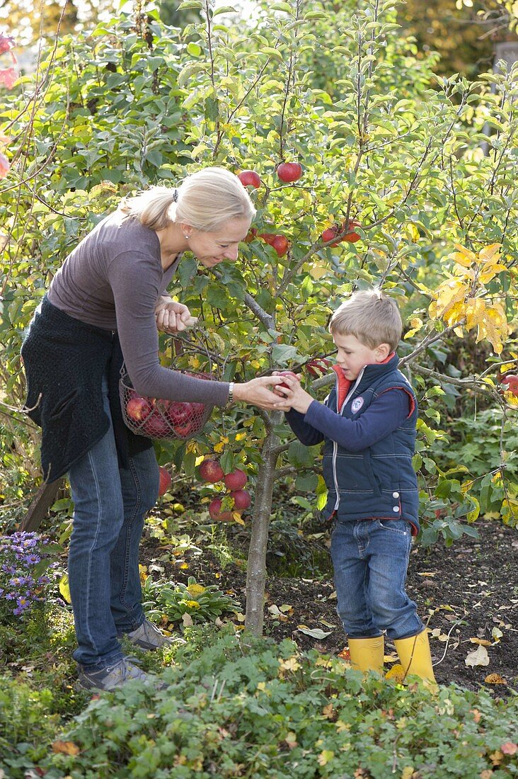 Apfelernte an Mini-Apfelbaum Sorte Gravensteiner