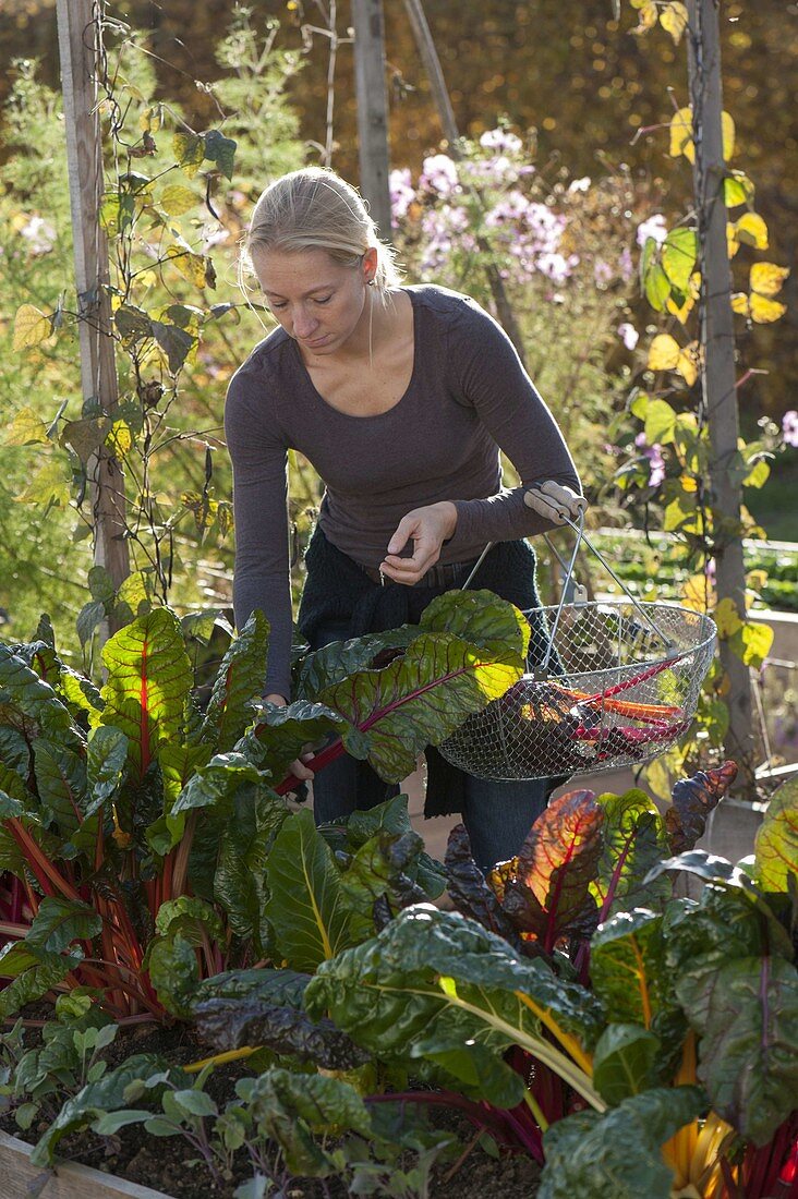 Frau erntet Mangold (Beta vulgaris)