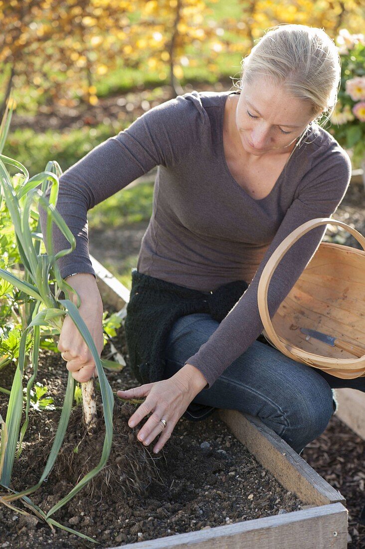 Woman harvesting leek (Allium porrum)