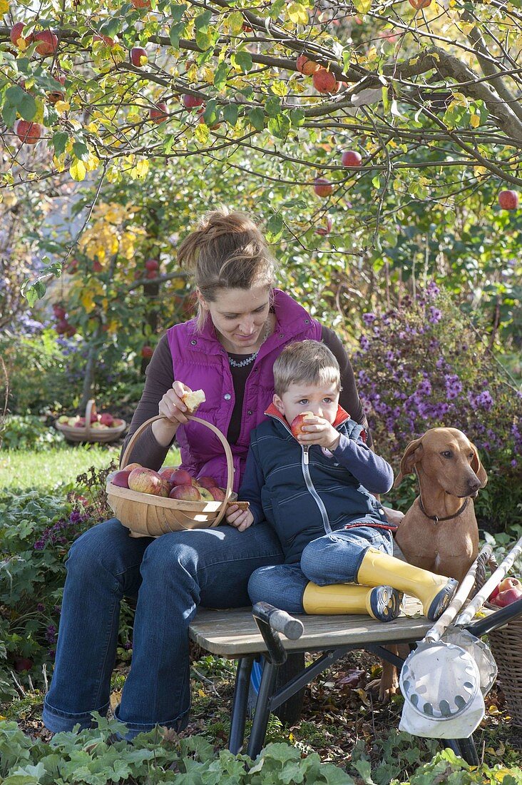 Woman with children harvesting apples