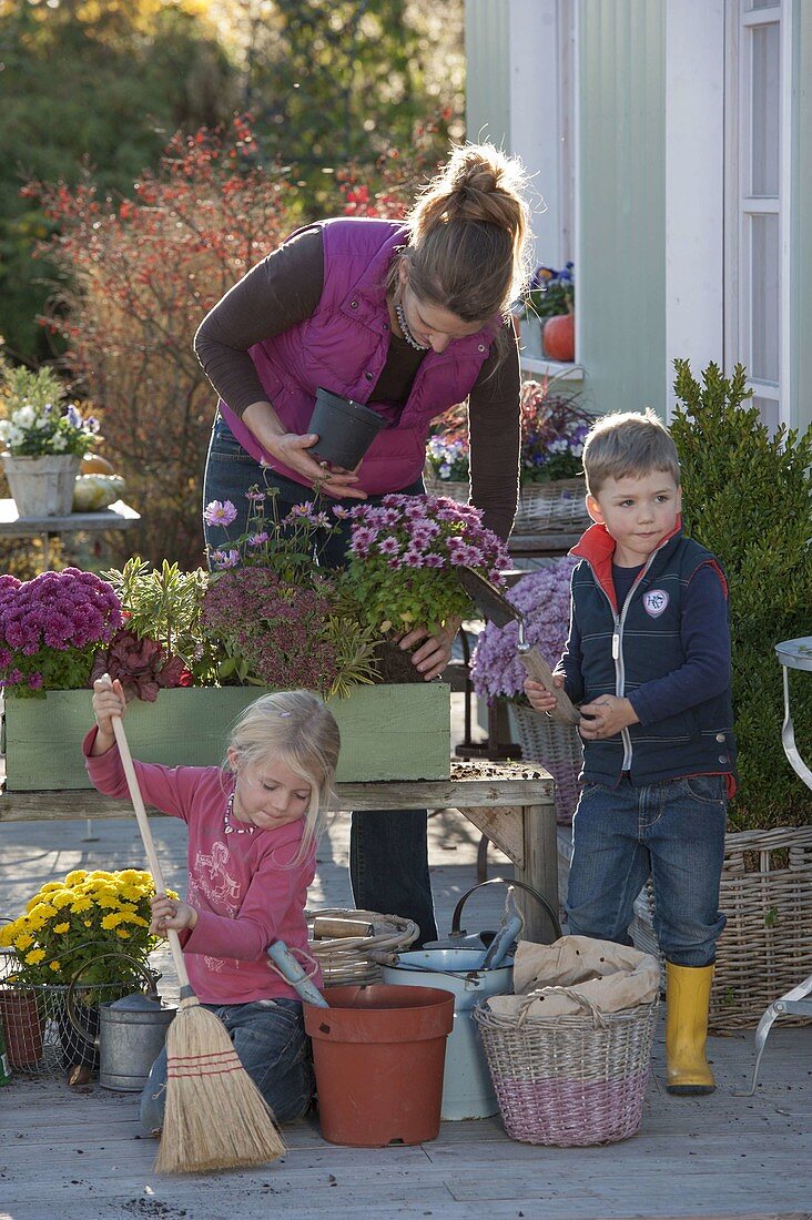 Planting a green wooden box with chrysanthemums