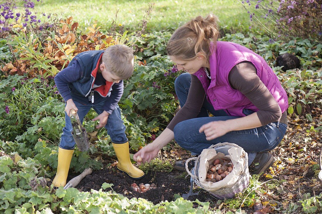 Planting flower bulbs between perennials in autumn