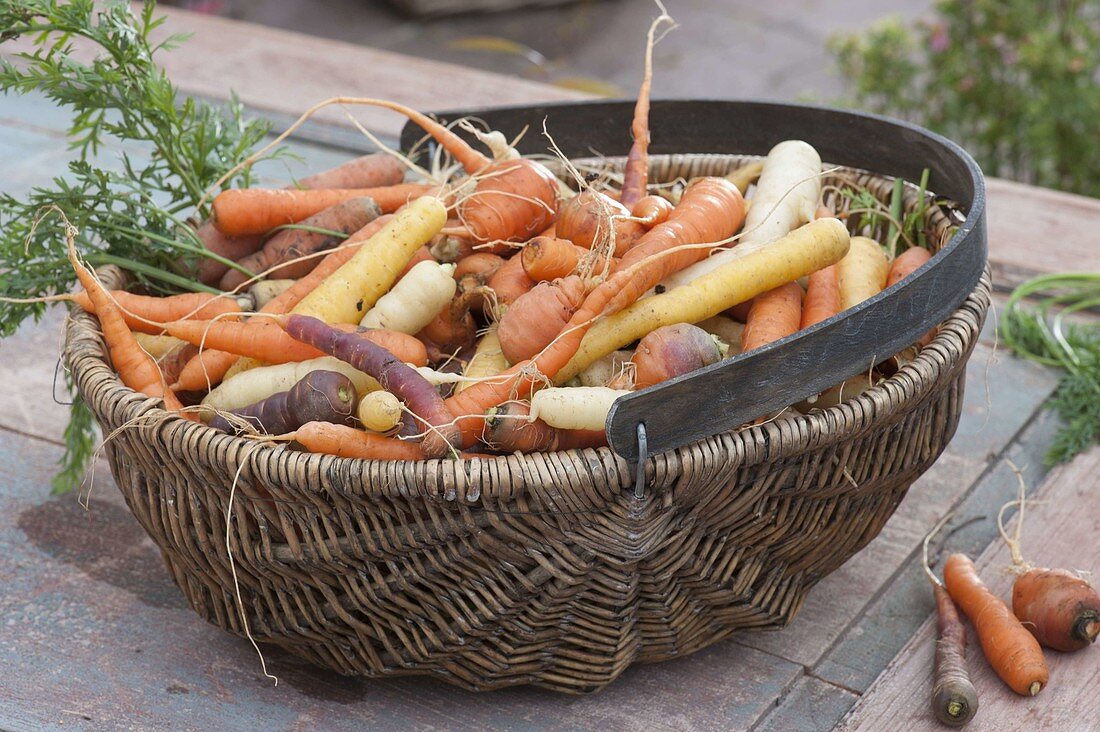 Frisch geerntete Möhren, Karotten (Daucus carota) im Korb