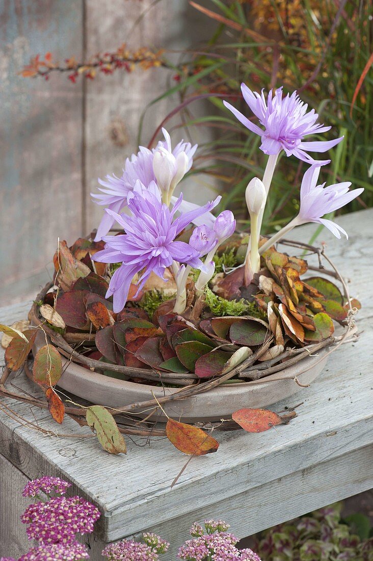 Colchicum 'Waterlily' (Herbstzeitlose) in Blaetterkranz