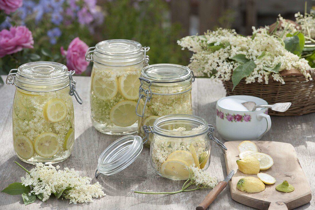 Elderberry syrup, Elderberry blossoms (Sambucus nigra) with lemon