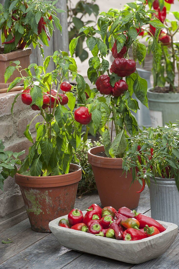 Peppers in clay pots and chilli (Capsicum) in zinc buckets