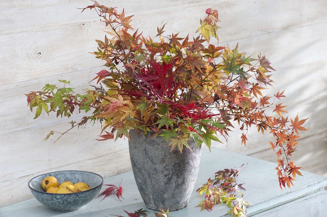 Autumn bouquet of Japanese maple twigs