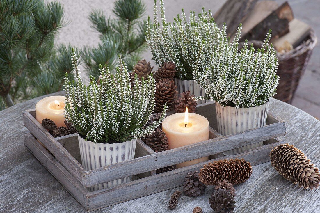 Calluna vulgaris 'Allicia' in wooden box