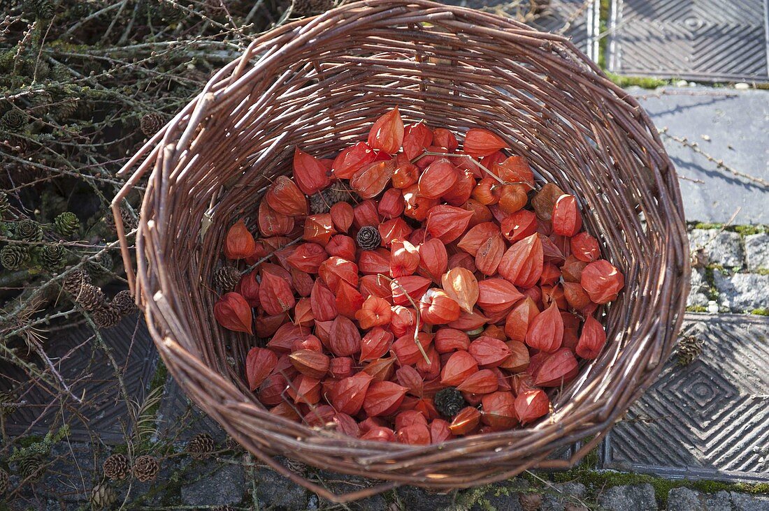 Basket with physalis (lanterns) for floristry