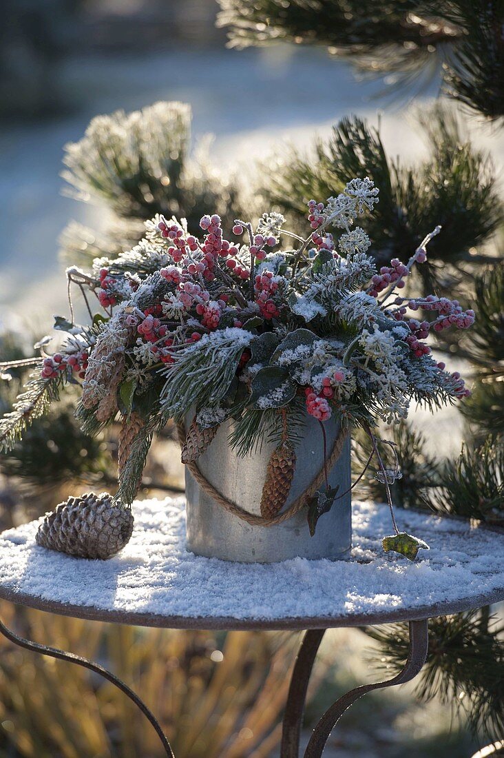 Frosted winter bouquet of Pinus (pine), Picea (spruce) with cones