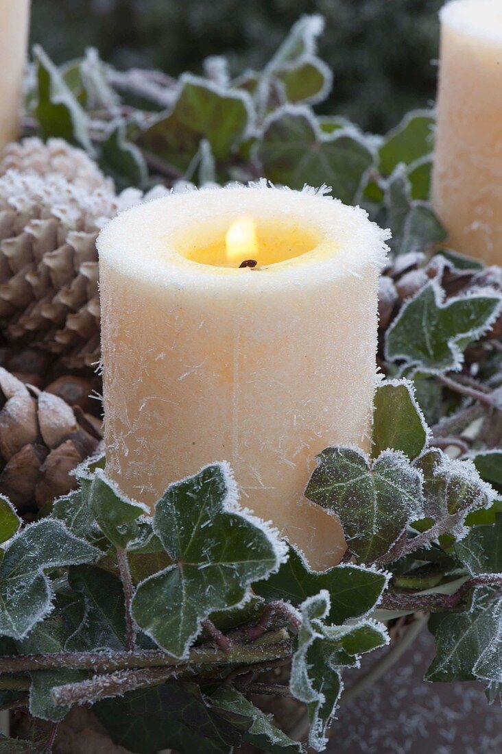 Natural Advent wreath made from tendrils of Hedera (ivy) and cones