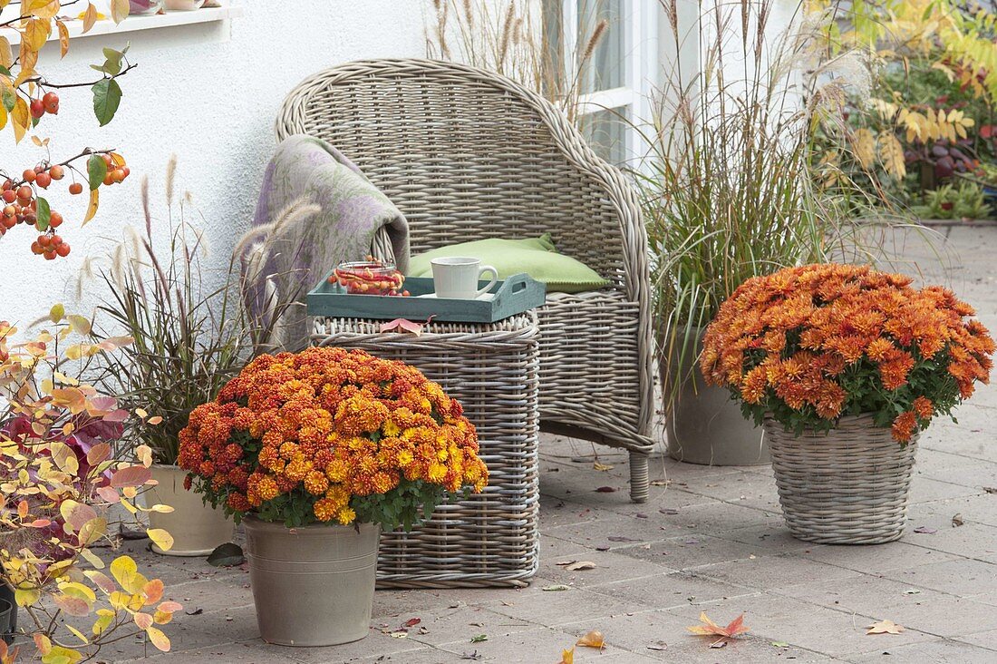 Chrysanthemum 'Kipli' in front, 'Kiroul' behind (autumn chrysanthemums)