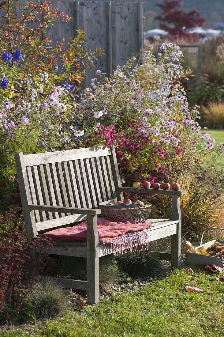 Bench by the autumn border with aster (autumn aster), cosmos (ornamental basket)