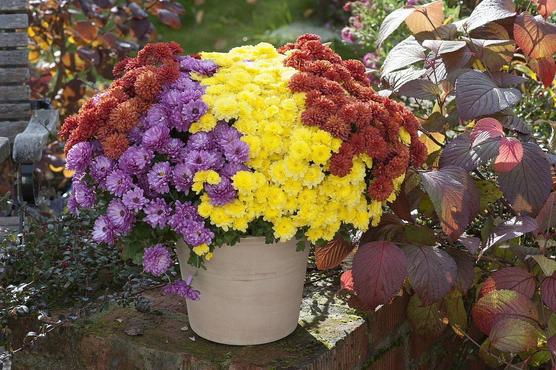 Chrysanthemum 'Kilbil', 'Kifix', 'Kilui' (Herbstchrysanthemen) als Ki-Magic-Trio