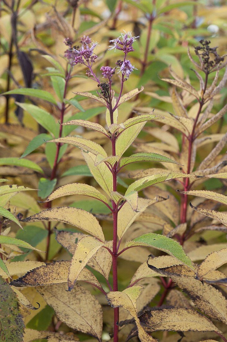 Eupatorium purpureum (Wasserdost), Blattdufter im Herbst