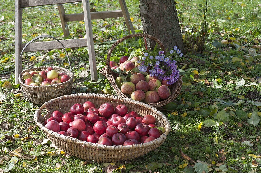 Baskets with freshly harvested apples (Malus) - old varieties