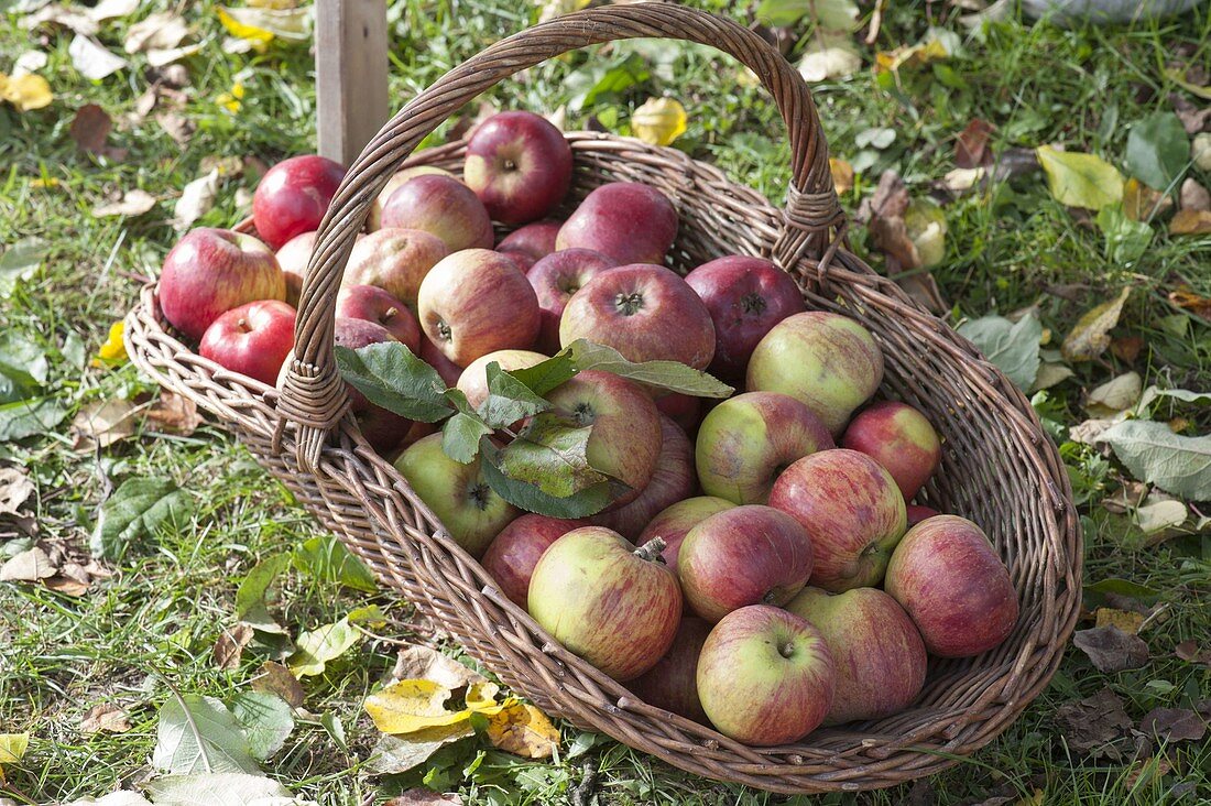 Freshly picked apple 'Rheinischer Winterrambour' (Malus) in basket