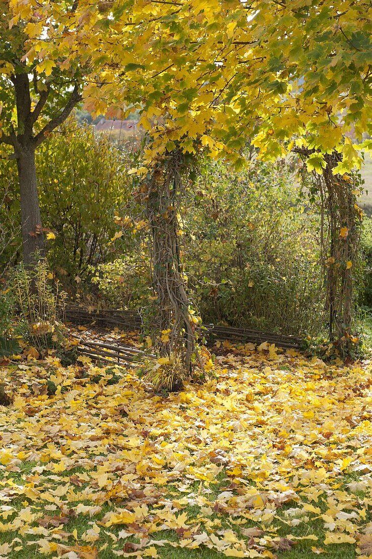 Goldener Herbst: goldgelbe Blätter von Acer platanoides (Ahorn)