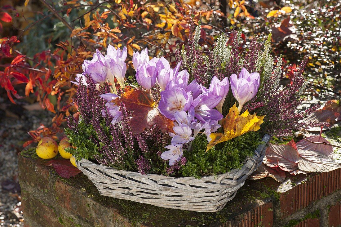 Colchicum (autumn crocus), Calluna vulgaris 'Annette', and Twin Girls