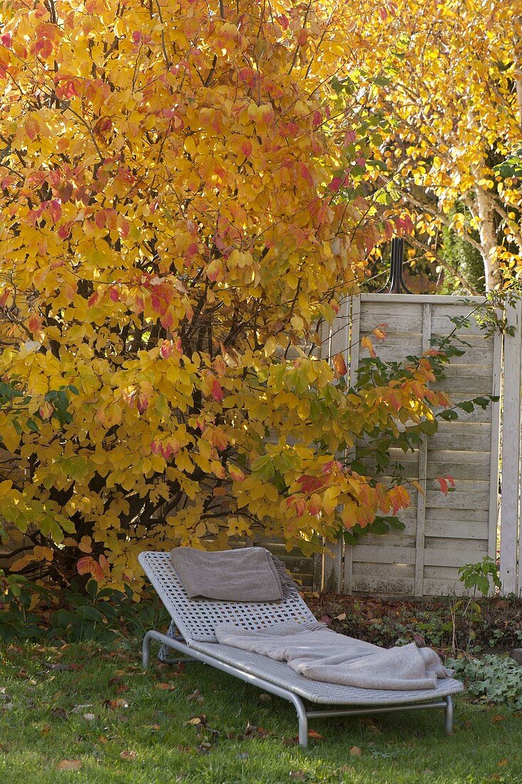 Lounger in front of Parrotia persica (ironwood tree) in autumn colours