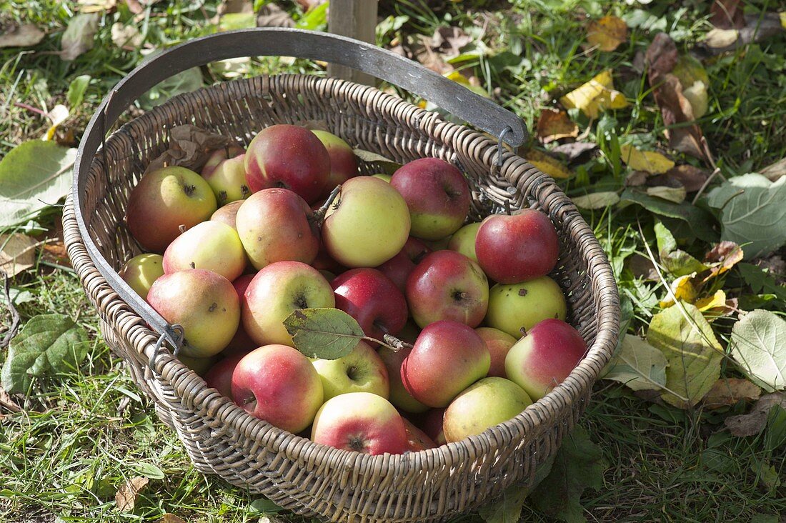 Basket of freshly harvested apples (Malus) - apple variety 'Brettacher'.