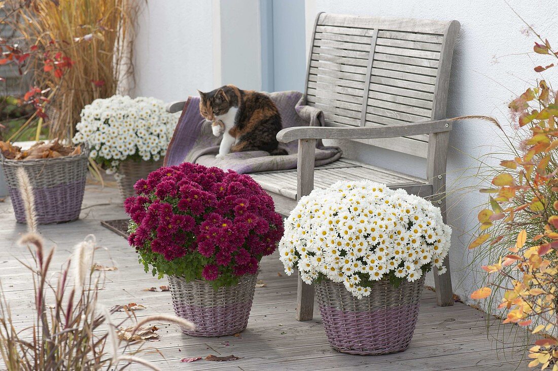 Chrysanthemum 'Elys Blanc' und 'Kilo' (Herbstchrysanthemen)