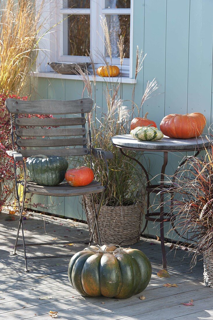 Harvested edible pumpkins (Cucurbita) with grasses on the terrace