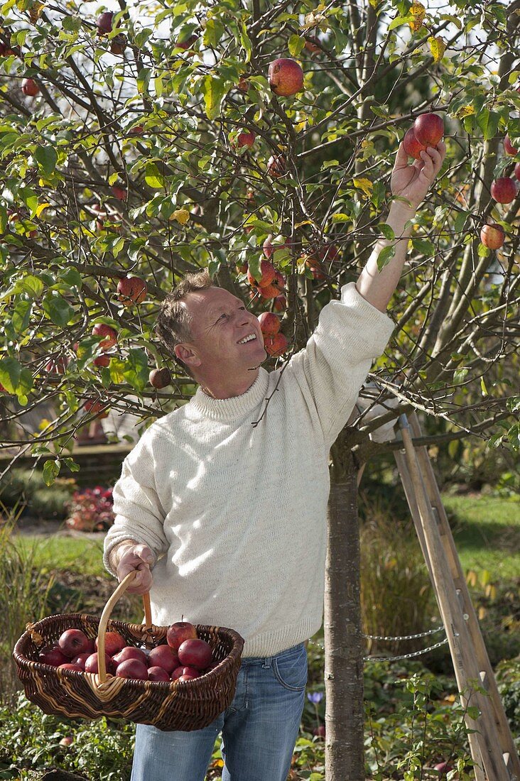 Man harvesting apples