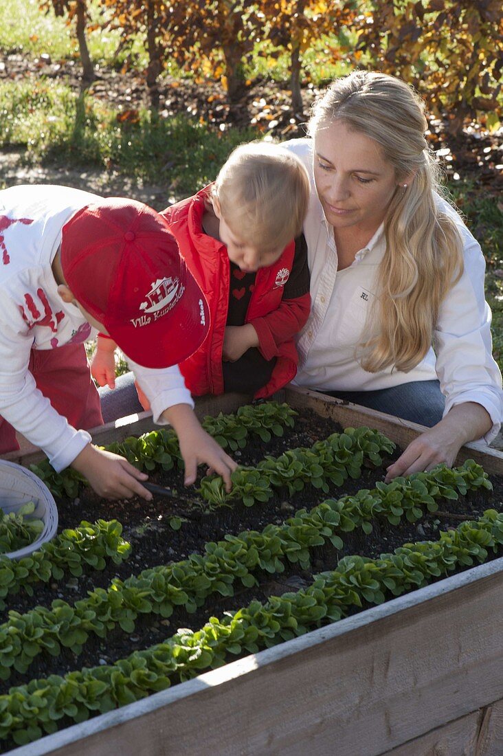 Harvesting lamb's lettuce in a raised bed