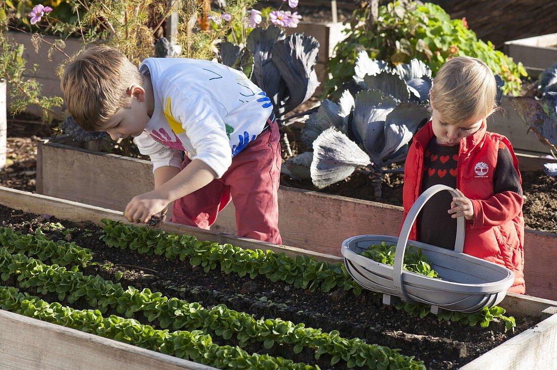 Harvesting lamb's lettuce in a raised bed