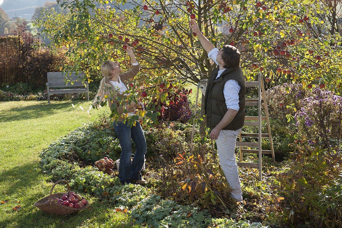 Family picking apples