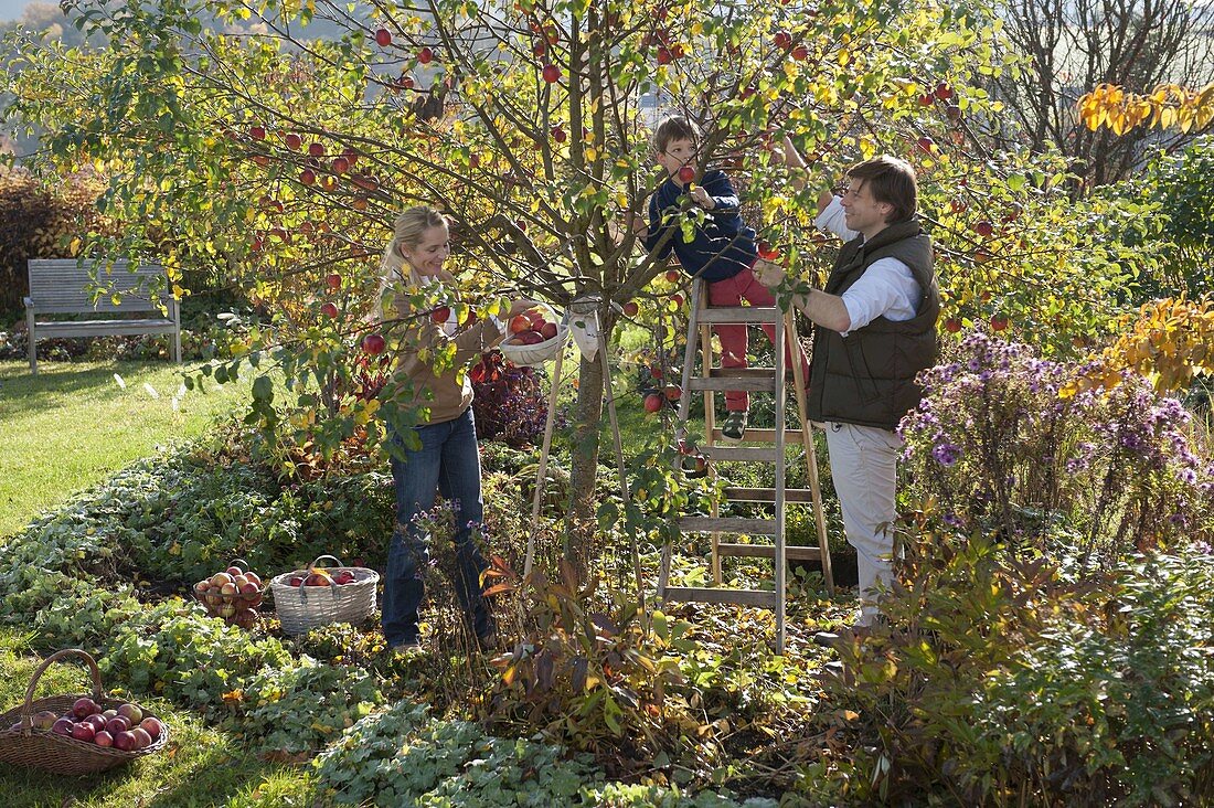 Family picking apples