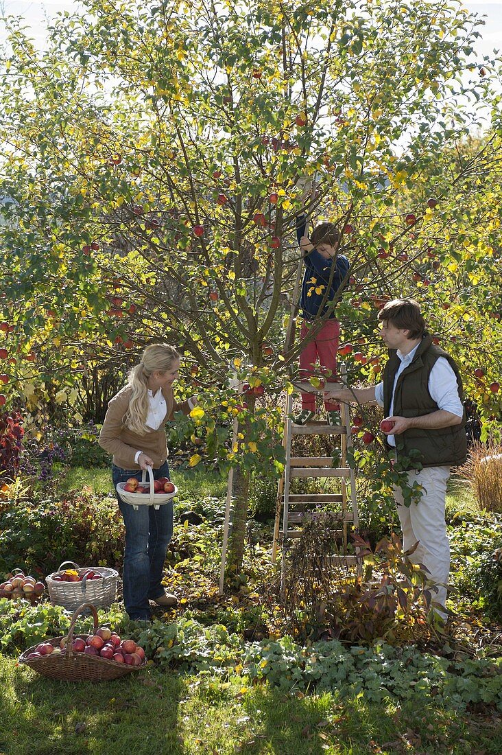 Family picking apples