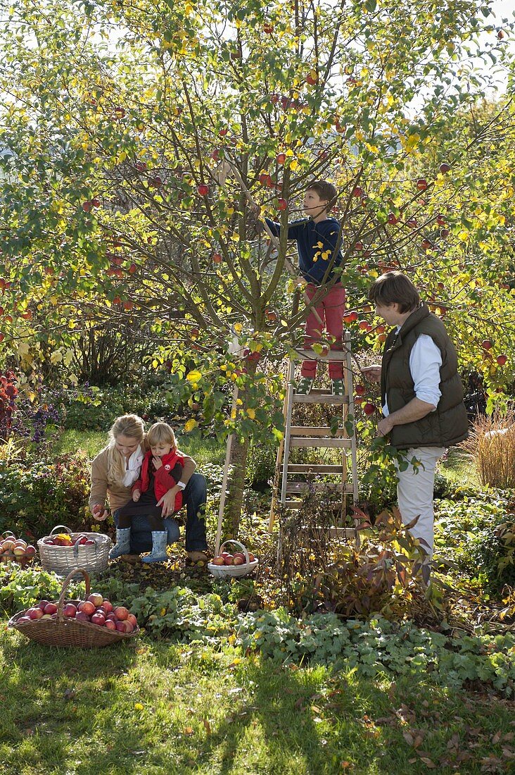 Family picking apples
