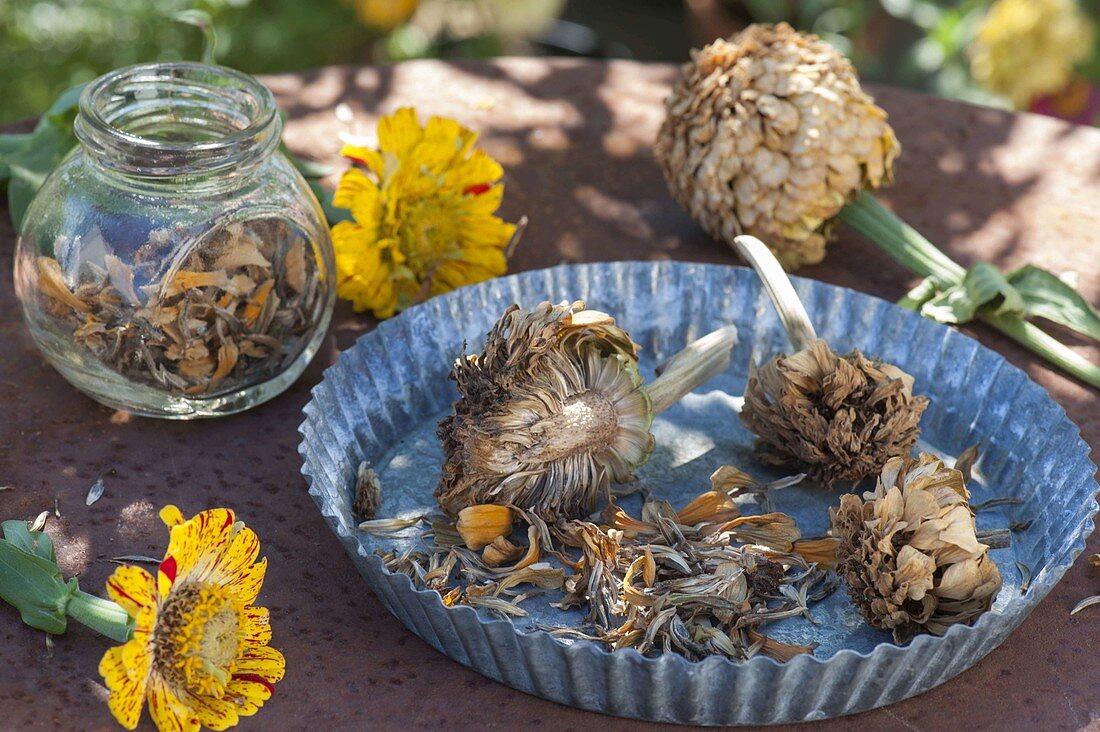 Dried flowers of Zinnia (Zinnias) for seed collection