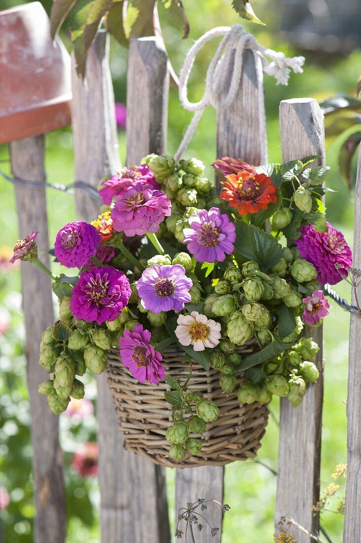 Small bouquet of Zinnia (Zinnia) and hops (Humulus lupulus)