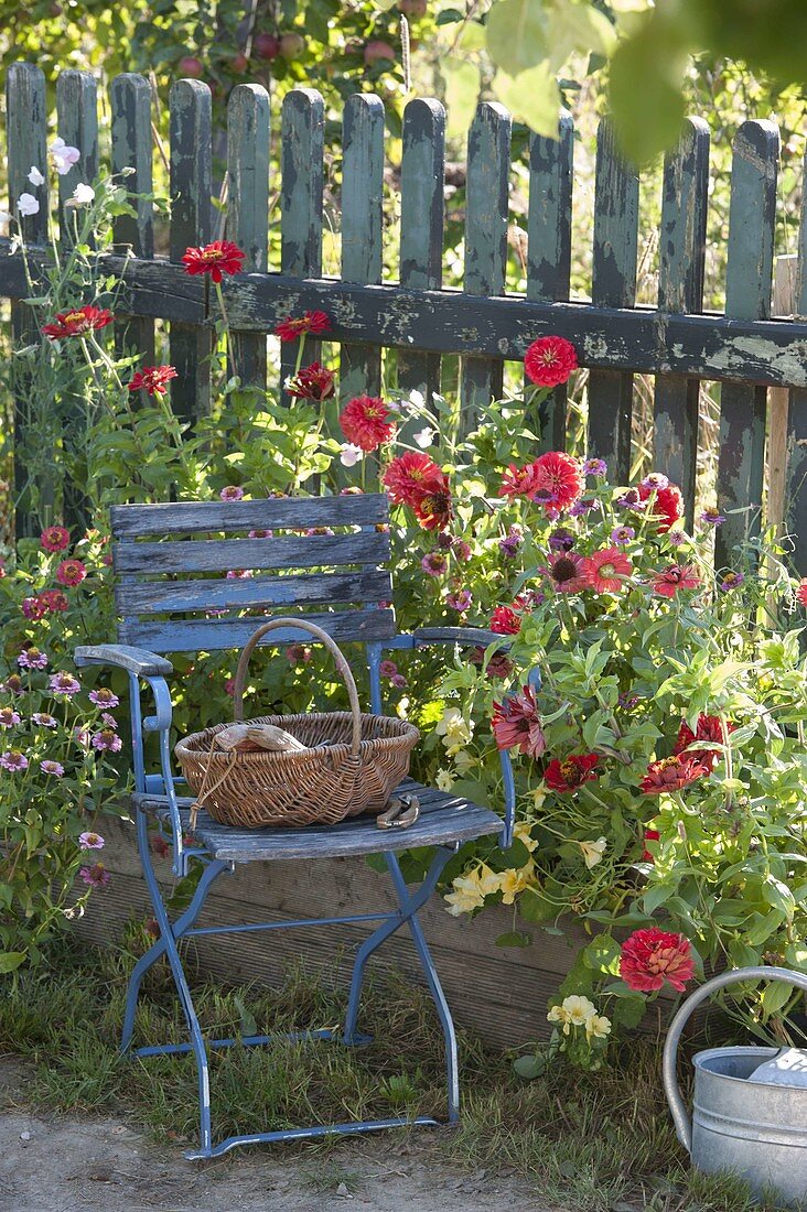 Basket on blue chair, Zinnia