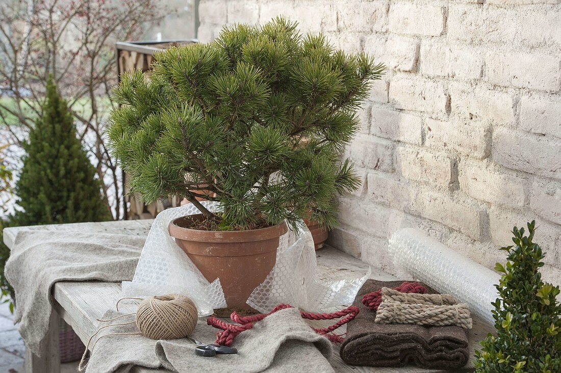 Pinus mugo 'Mops' (Zwerg-Kiefer) winterfest einpacken